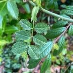 Rosa × malmundariensis Folla