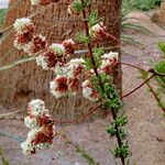 Eriogonum fasciculatum Blüte