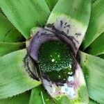 Neoregelia concentrica পাতা