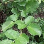 Rubus ellipticusBlad