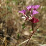 Clarkia springvillensis 花