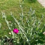 Silene coronaria Blad