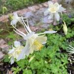 Aquilegia pubescens ফুল