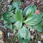 Plantago media Blatt