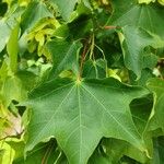 Acer cappadocicum পাতা