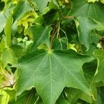 Acer cappadocicum Folio