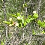 Prunus subcordata Flor