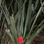 Aechmea magdalenae Habitus