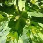Euphorbia helioscopia Fiore