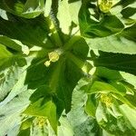 Euphorbia helioscopia Flower