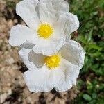 Cistus laurifolius Květ