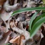 Dactylorhiza romana Leaf