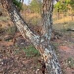 Jacaranda macrantha autre