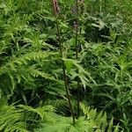 Aconitum septentrionale Blatt