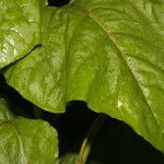 Salpianthus purpurascens Leaf