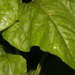 Salpianthus purpurascens Hoja