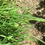 Carex squarrosa برگ