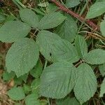 Rubus gracilis Leaf