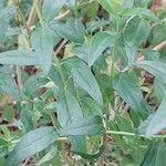 Thunbergia erecta Fuelha