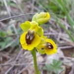 Ophrys luteaBlodyn