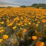 Eschscholzia californica Floare