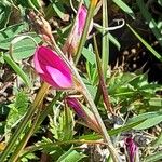 Onobrychis caput-galli Flower