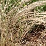 Festuca ambigua Leaf