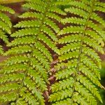 Dicksonia antarctica 葉
