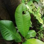 Manilkara obovata पत्ता
