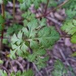 Geranium purpureumLeht