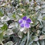 Vinca major Flower