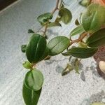 Peperomia glabella (Sw.) A.Dietr.Blad