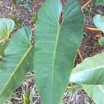 Philodendron melinonii Liść