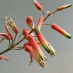 Aloe rauhii Blomma