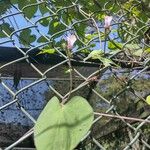 Ipomoea triloba Leaf