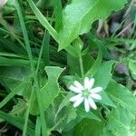 Stellaria aquatica Квітка