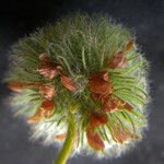 Trifolium globosum
