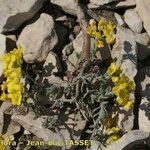 Alyssum cuneifolium Plante entière