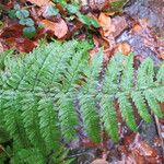 Dryopteris remota Hoja