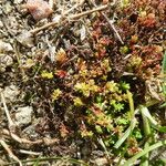 Crassula tillaea Habit