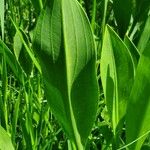 Sagittaria lancifolia Blad