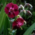 Geranium phaeum 花
