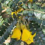 Sophora denudata Цвят