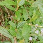 Ceanothus americanus Fulla