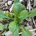 Erigeron pulchellus Leaf