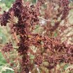 Rumex aquaticus Blomma