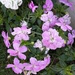 Impatiens walleriana Flower