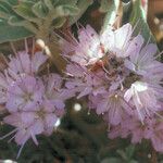 Hydrophyllum capitatum Floare