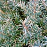 Taxus cuspidata Blatt