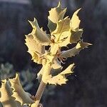 Quercus rotundifolia Leaf